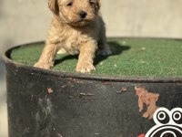 A kalite sıfır numara maltipoo yavrumuz