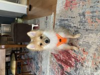 Yavru spitz