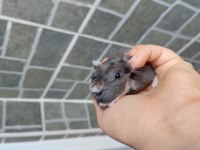 Gonzales Hamster Yavru