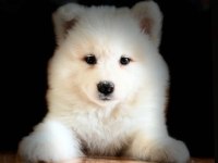Tr 1 adayı ödüllü babadan ayı yavrusu samoyed