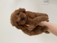 Maltipoo Lekesiz 