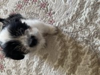 Sevgi pıtırcığı terrier
