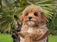 Eğitilebilir Maltipoo Yavruları ile Evinize Neşe Katın