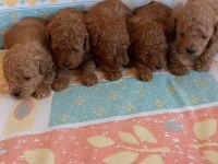 Kg garantili toy poodle yavrular