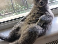 1.5 yaşında scottish fold