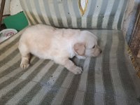 Ücretsiz golden retriever köpekler