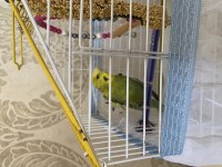 Japones muhabbet kuşu yavru 6 aylık