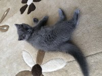 British Longhair ve Scottish Fold