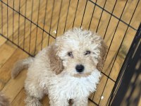 Poodle yavru köpekler