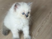 British Longhair kedimiz