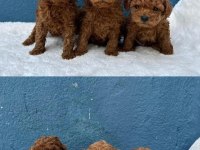 ZİYARETE AÇIK ERKEK DİŞİ POODLE BEBEKLER