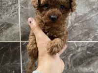 Orjinal Toy Poodle Minyatür Yavrular