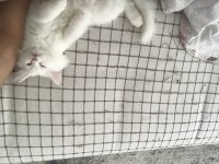 British longhair