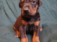 Sağlıklı doberman yavrularımız