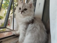 4 aylık aşılı yavru kediler yeni yuvasını bekliyor