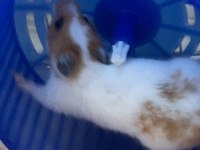 Dişi hamster