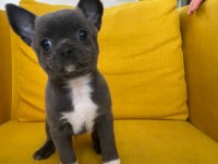 Gri Özel Renk Mini Boy Elma Kafa Chihuahualar
