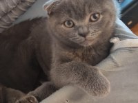 21 Şubat 2024 doğumlu safkan scottish fold yavrumuz
