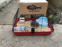 Orjinal safkan cüce ve mini lop tavşanı bebeklerimiz