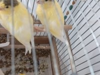 2 Yavru Kanarya Bir Anne