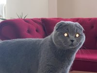scottish fold 8 aylık