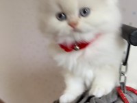 Minik chinchilla prenses yuvasını arıyor