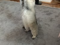 Full şecereli Ny 25 golden british longhair dişi