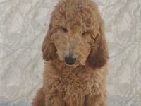 Dev Toy Poodle Yavrular Irk Sağlık Garantili
