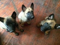 Evinizin yeni üyesi Belçika Kurdu kapıda ödeme vardır