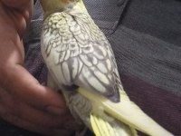 1 haftalık yeme düşmüş yavru sultan papağanı