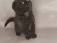 Oyuncu sevimli scottish fold yavrular
