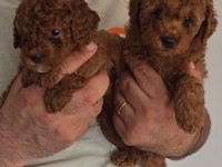 Mükemmel Yüz Güzelliğindeki Toy Poodle Yavrularımız