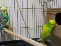 Jumbo Çift Muhabbet Kuşu