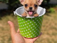 WC eğitimli gold chihuahua yavru