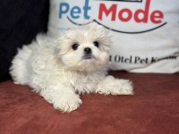 Kar beyaz 0 numara maltese terrier yavrularımız