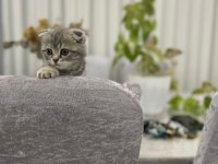 Scottish fold yavru 1 aylık