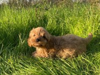 2 AYLIK TOY POODLE