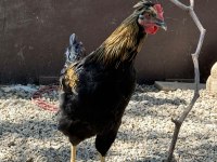 Sağlıklı genç horozlar mavici cins horozlar