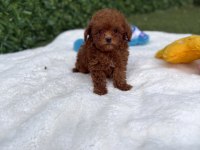 Aşılı Pasaportlu Mikroçipli Toy Poodle Yavrularımız 