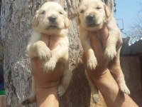 2 aylık golden retriever yavrularım