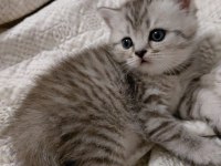 Safkan British Shorthair