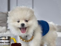 Antalya ırk ve sağlık garantili kar beyaz erkek pomeranian