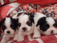 Sağlıklı Mükemmel Shih Tzu Yavrularımız