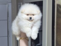 MİNİ BOY KÜÇÜK PRENSES POMERANİAN BOO