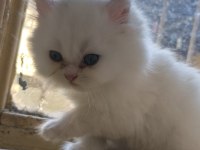 2.5 aylık british longhair yavrular yeni yuvasını bekliyor