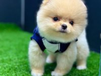 Pomeranian boo