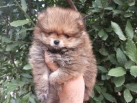 Minik tatlı pomeranian bebek