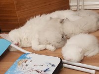 British longhair bluepoint