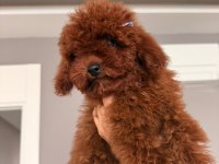 Safkan orjinal toy poodle teacup