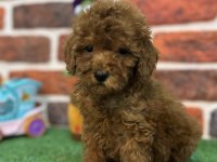 Altın Kızlar Yeni Evlerine Gitmeye Hazır Köpekler